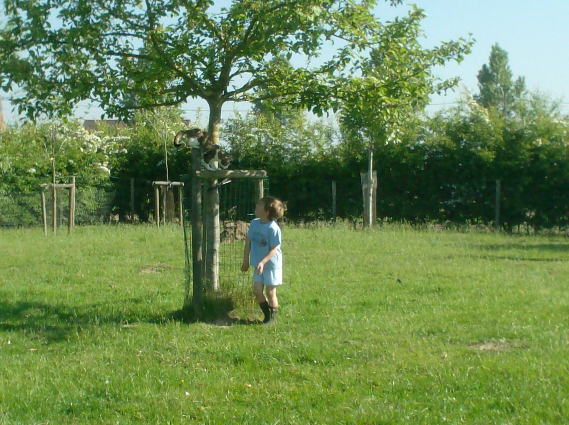 kindje in de wei