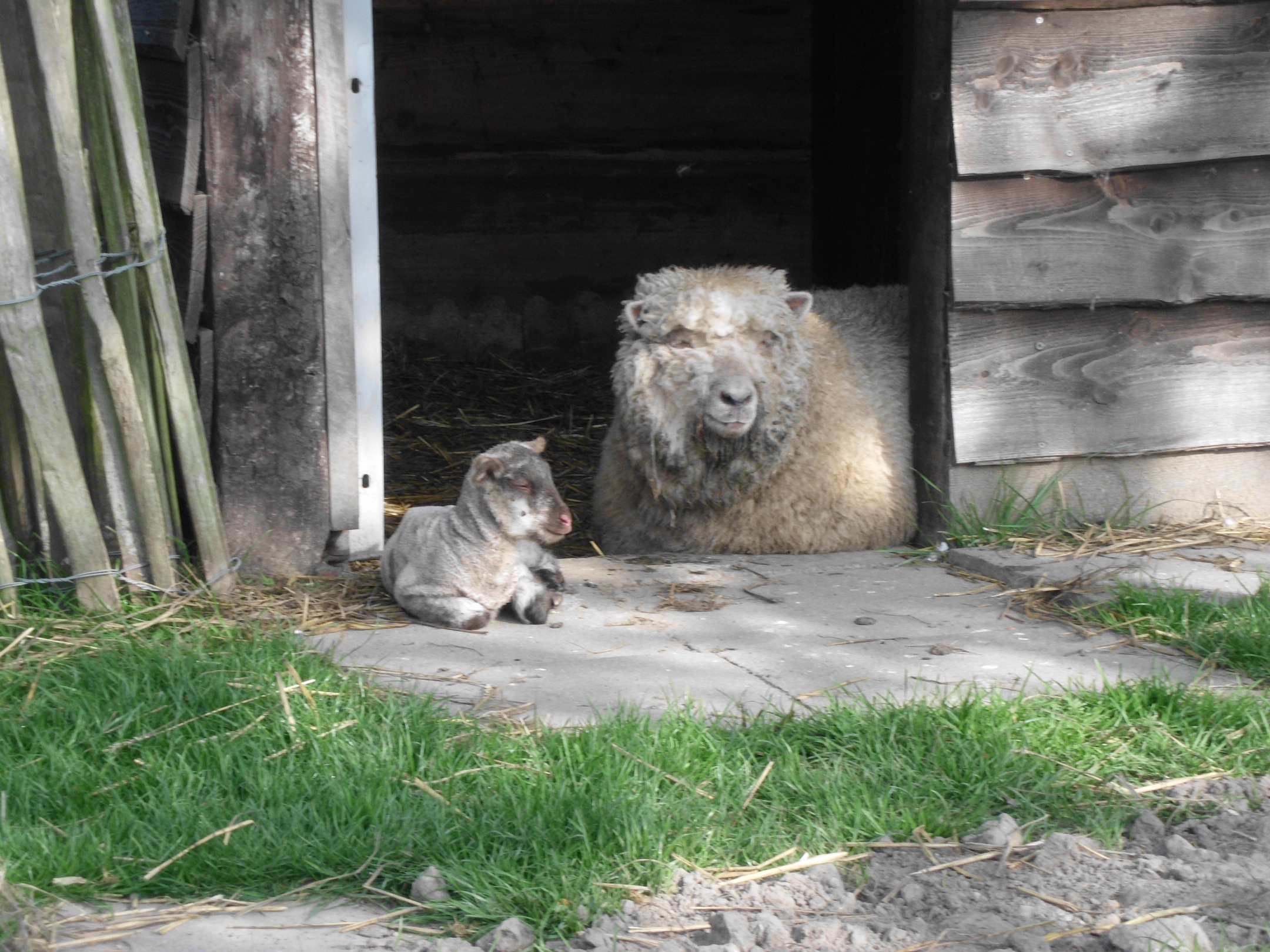 schapen